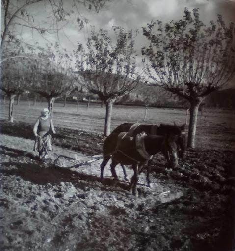 Όργωμα με μουλάρια. Στερεά Ελλάδα, 1947 -50