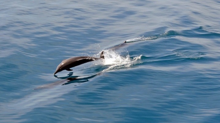 delfinia