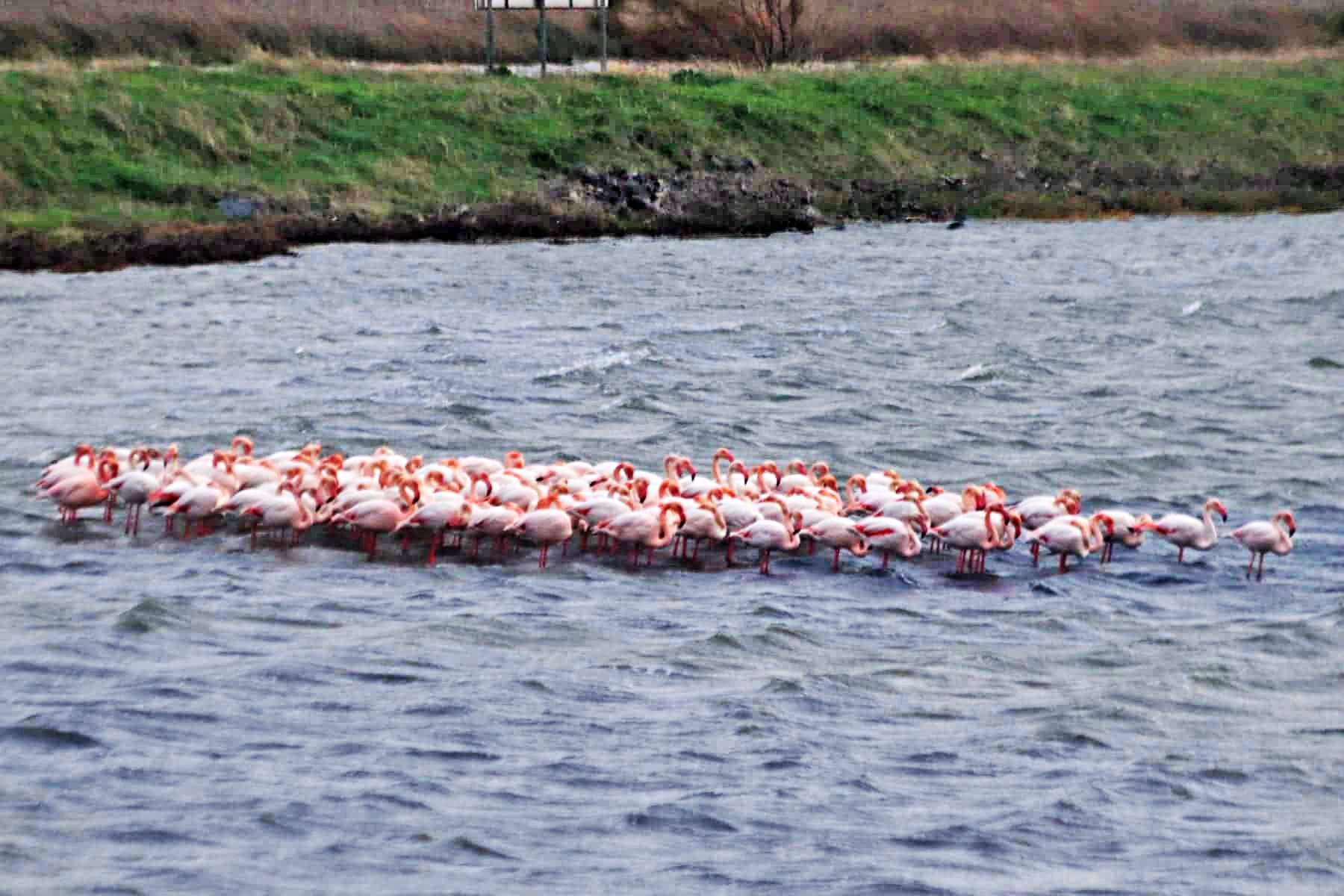 Flamingos Αλυκή Καλλονή Lesvos
