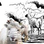 “Eγωπρόβατα” & “μαύρα πρόβατα”, κόκκινα “κάτσινα” και άλλα τινά